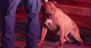 Heroic Family Rescues Young Girl from Vicious Pit Bull Attack in Prince George's County