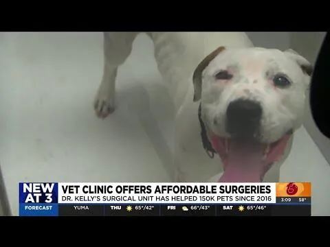 Affordable Pet Surgery Offered by Dr. Kelly’s Surgical Unit
