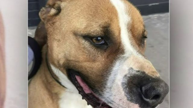 Detroit Woman and Good Samaritans Attacked by Two Pit Bulls