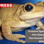 Invasive Species Spread Into Georgia After Hurricanes Helene and Milton