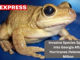 Invasive Species Spread Into Georgia After Hurricanes Helene and Milton