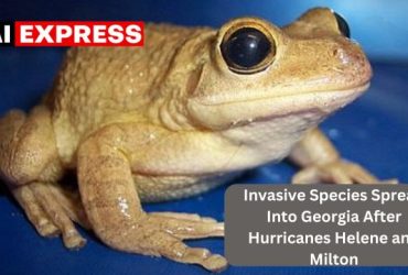 Invasive Species Spread Into Georgia After Hurricanes Helene and Milton