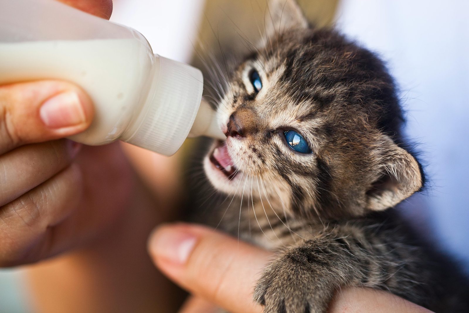 $1200 a Year for Pet Care How Mobile Clinics Are Helping Massachusetts Pet Owners Save