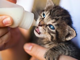 $1200 a Year for Pet Care How Mobile Clinics Are Helping Massachusetts Pet Owners Save