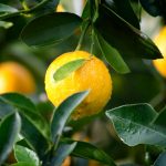 Florida citrus growers seek assistance amid nearly 90% production decline