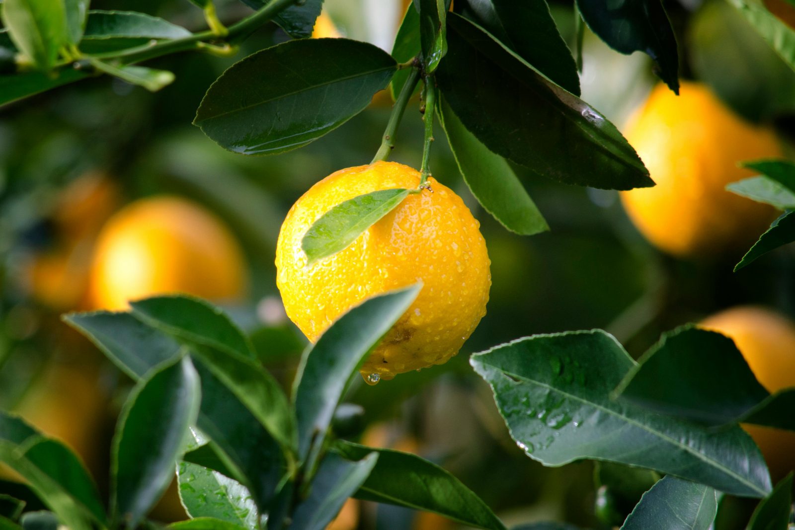 Florida citrus growers seek assistance amid nearly 90% production decline