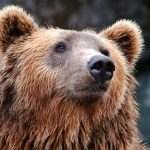 Giant Bear Seeks Shelter Under House to Escape California Wildfires