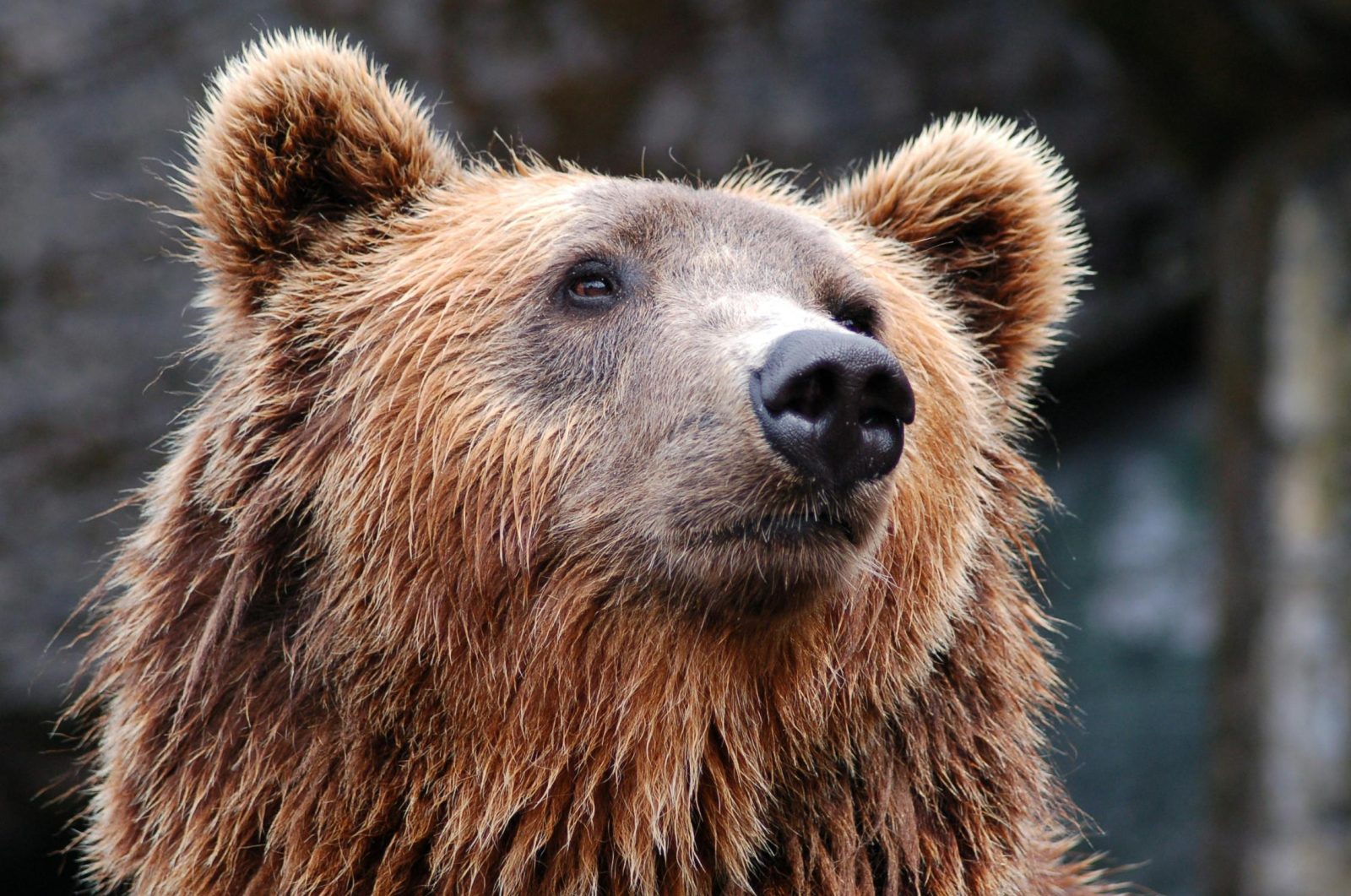 Giant Bear Seeks Shelter Under House to Escape California Wildfires