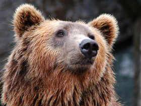 Giant Bear Seeks Shelter Under House to Escape California Wildfires