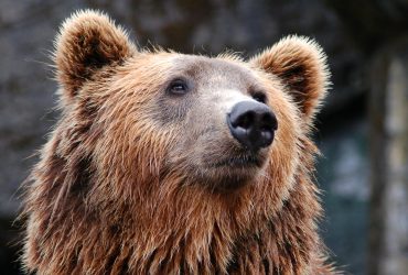 Giant Bear Seeks Shelter Under House to Escape California Wildfires