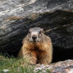 Governor Josh Shapiro Responds to PETA’s Groundhog Day Petition