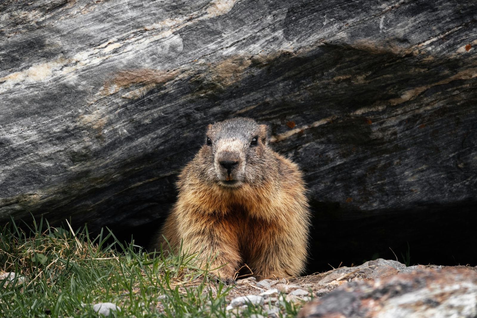 Governor Josh Shapiro Responds to PETA’s Groundhog Day Petition