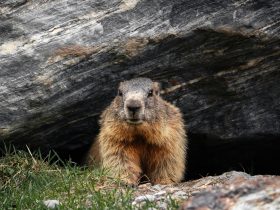 Governor Josh Shapiro Responds to PETA’s Groundhog Day Petition