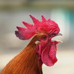 New Bird Flu Variant Found in Dairy Cattle What Does It Mean for Humans