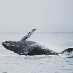 Whale Journey on the Gulf Coast Surprises Scientists