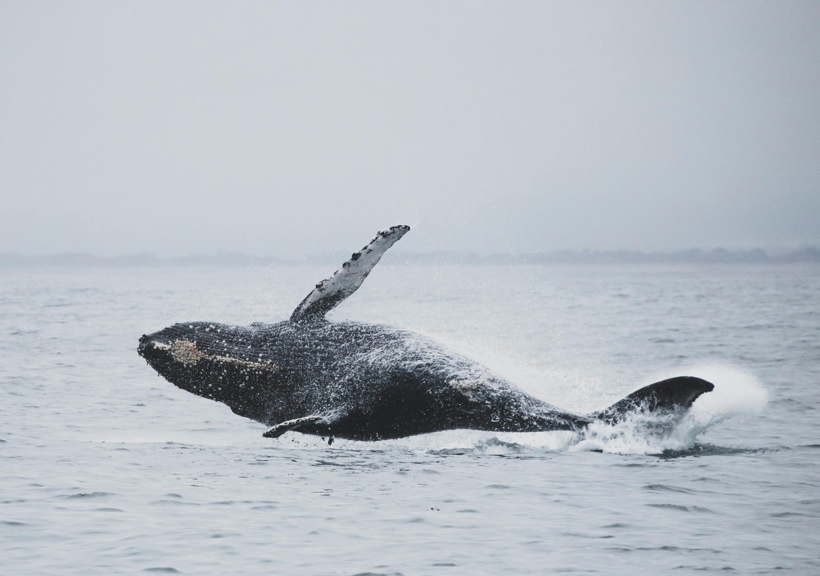 Whale Journey on the Gulf Coast Surprises Scientists