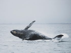 Whale Journey on the Gulf Coast Surprises Scientists